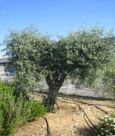 Home Page Image